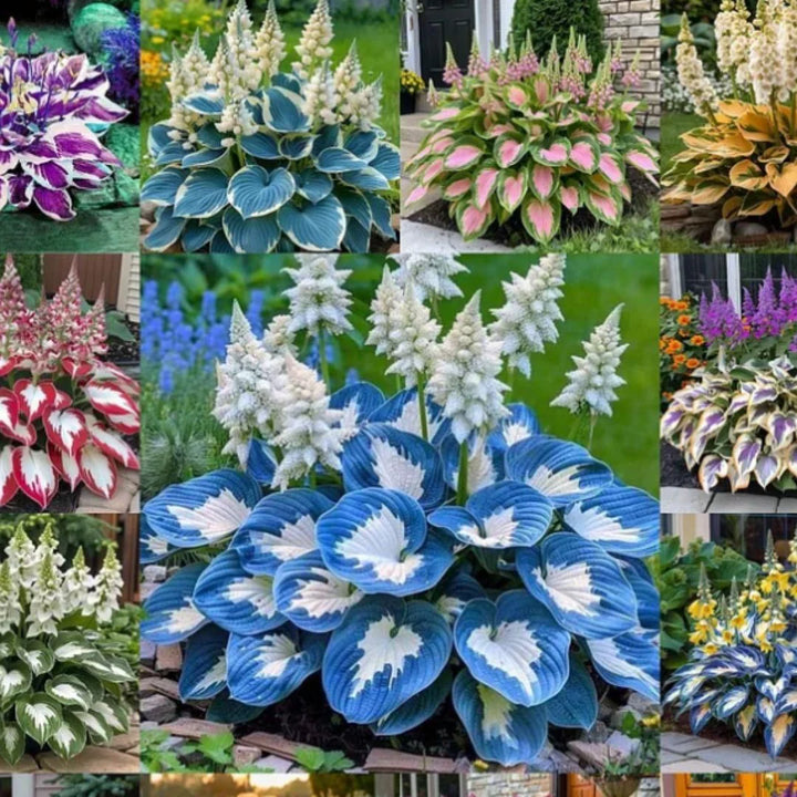 Rare Multicolor Hosta Seed (pack of 100 Seeds) Buy Now👌