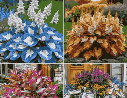 Rare Multicolor Hosta Seed (pack of 100 Seeds) Buy Now👌