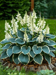 Rare Multicolor Hosta Seed (pack of 100 Seeds) Buy Now👌