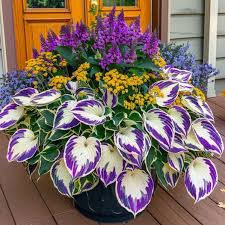 Rare Multicolor Hosta Seed (pack of 100 Seeds) Buy Now👌